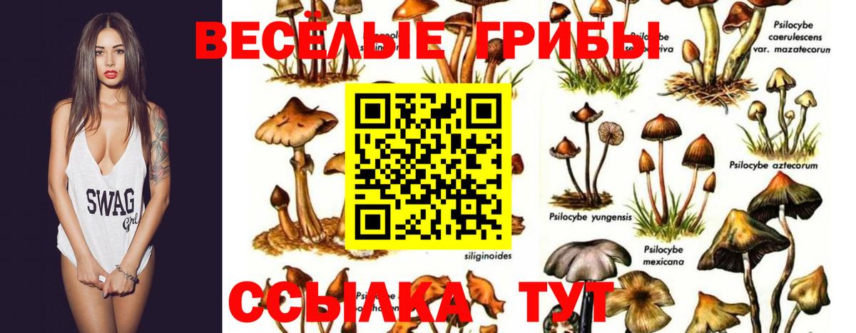 Псилоцибиновые грибы Psilocybe Сокол